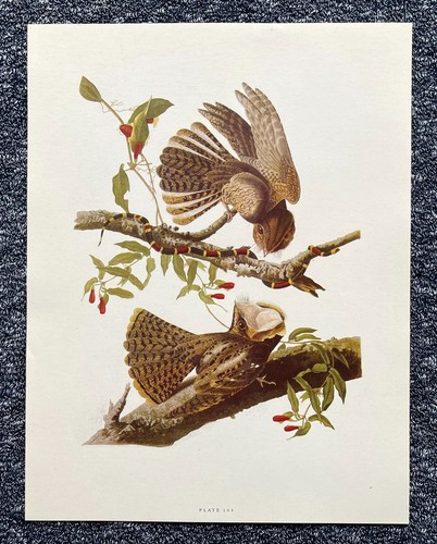 Chuck will widow - chuck-will's-widow, engraving