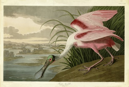 No321 roseate spoonbill - no321,