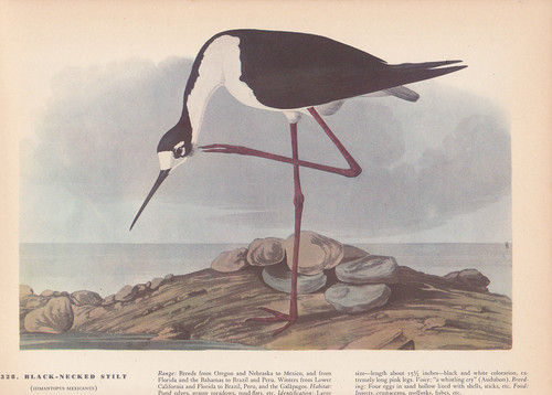 Audubon 1942 vintage birds - vintage,
