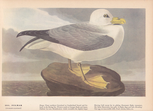 Audubon 1942 vintage birds - audubon,