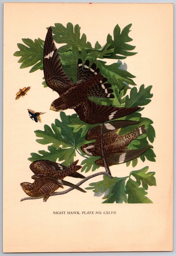 1936 bird print - night, hawk