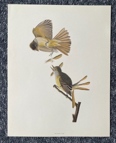 Great crested flycatcher - great,