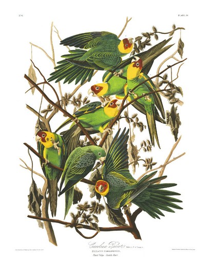 1830 john audubon carolina - 1830,