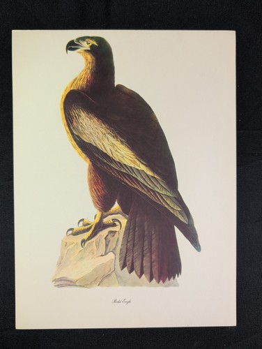 Audubon birds america print - audubon,