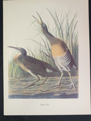 Audubon birds america print - birds,