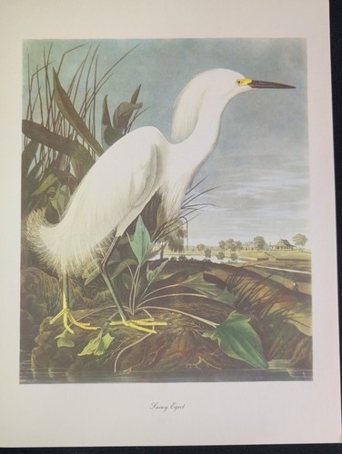 Audubon birds america print - audubon,