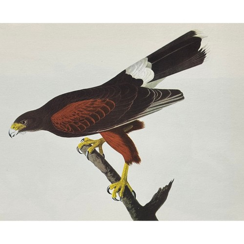 1941 vintage harris hawk - harris's,