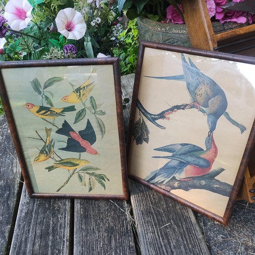 Audubon bird prints antique - prints,