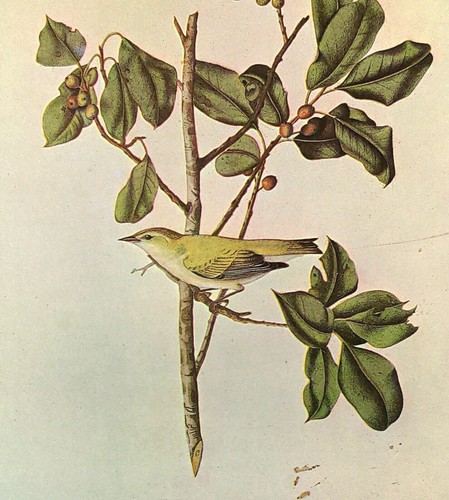 Tennessee warbler birds - warbler, john