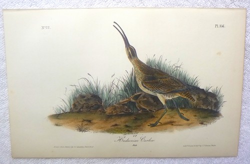 Audubon 1st octavo - audubon,