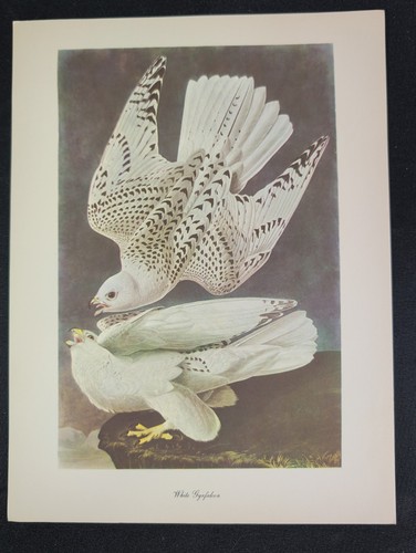Audubon birds america - of,