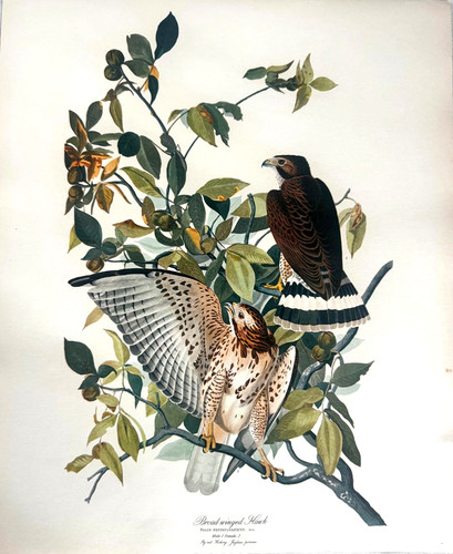 1964 vintage audubon - 1964,