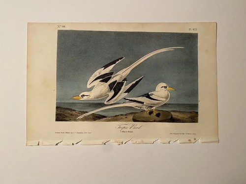 Audubon tropic bird first - bird.,