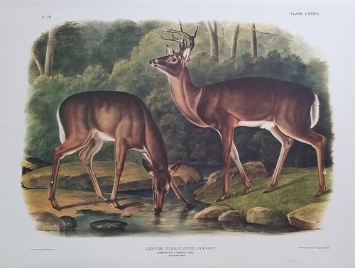 Audubon virginian deer pl - deer,,