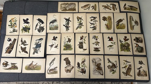 Antique 1890 lot bird - lot, 33
