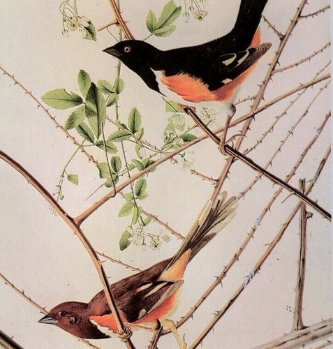 John james audubon birds - john,
