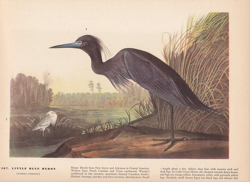 Audubon 1942 vintage birds - vintage,