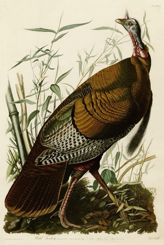 Wild turkey audubon - wild, print