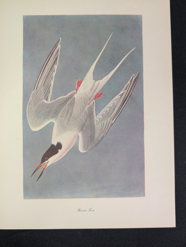 Audubon vintage birds - audubon, of