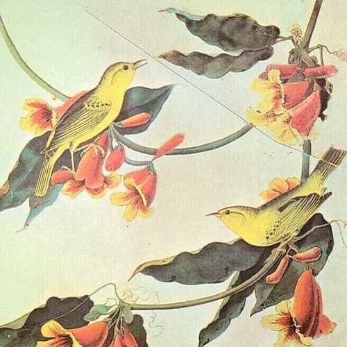 John james audubon birds - james,