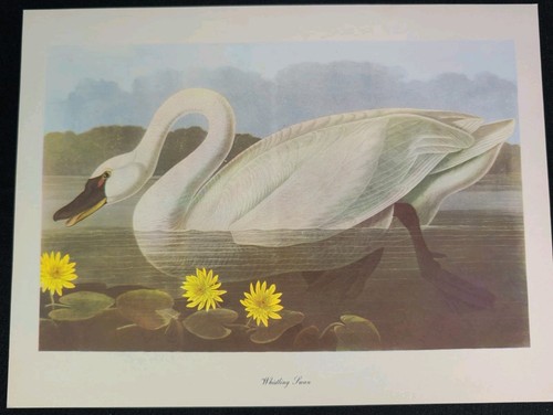 Audubon birds america - birds, of